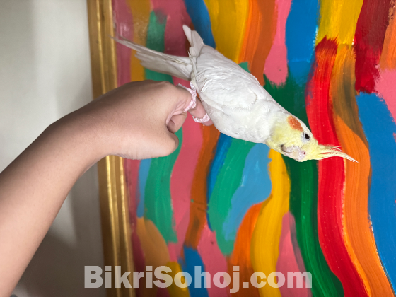 1 pair of cockatiel bird for sale